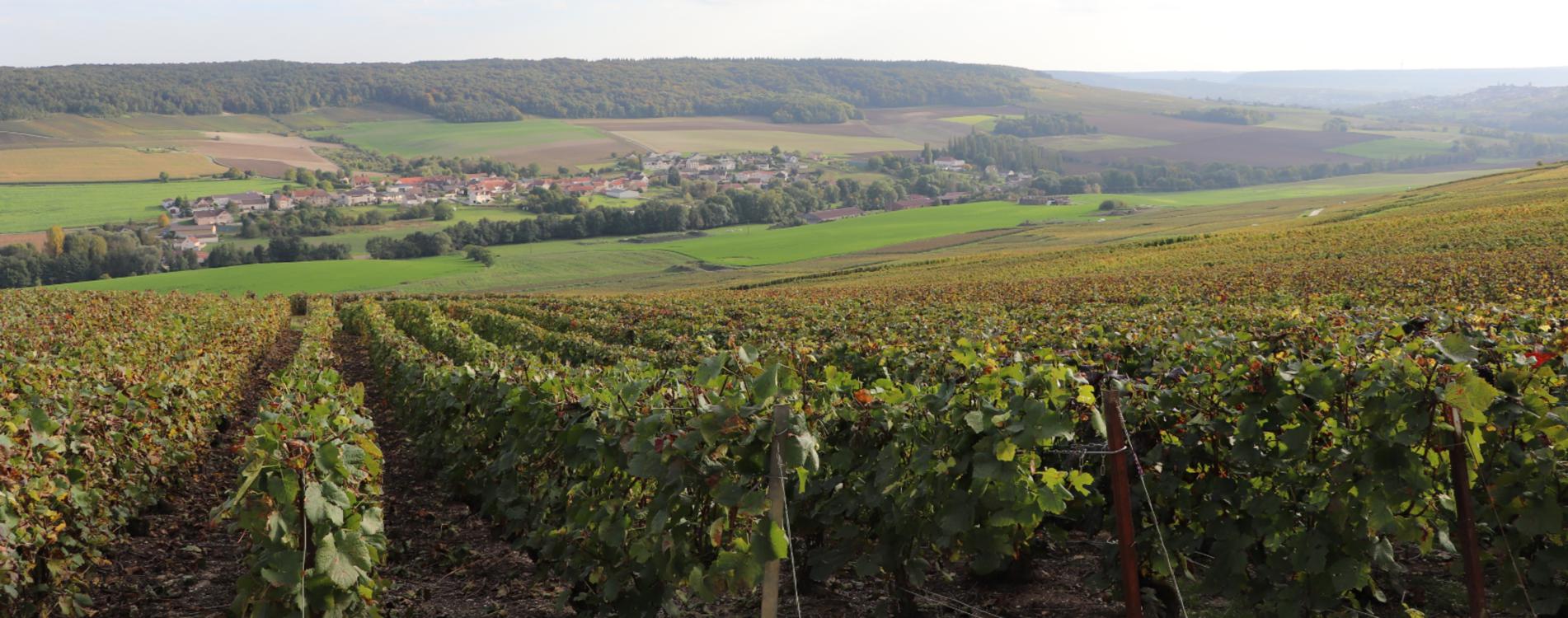 Champagne Guy Remi - Maison de Champagne à Baslieux sous Châtillon