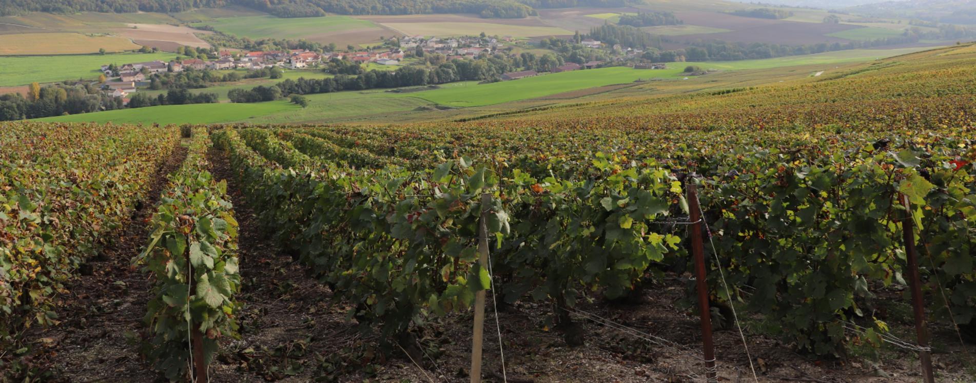 Champagne Guy Remi - Maison de Champagne à Baslieux sous Châtillon